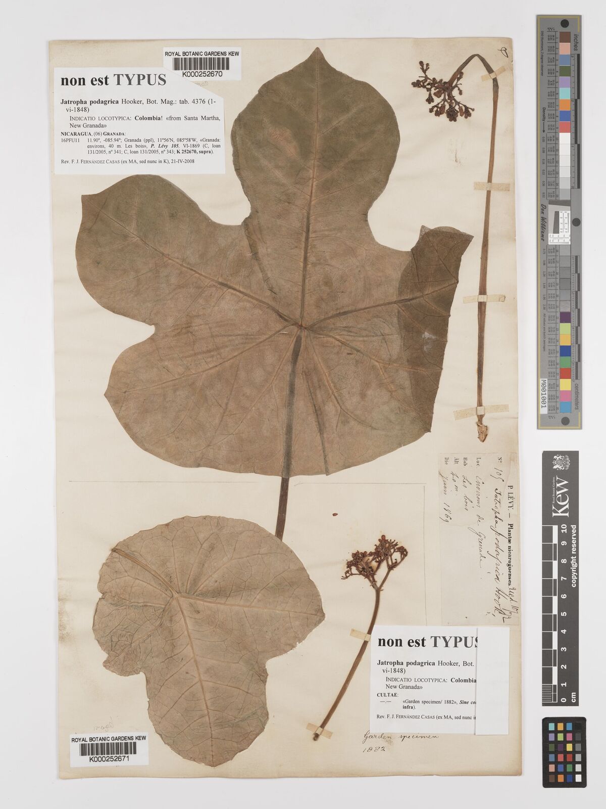 Kew Gardens K000252670:  Levy, P. [109] Nicaragua