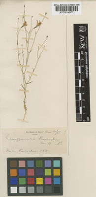 Kew Gardens K000814507:  Reverchon, J. [s.n.] United States