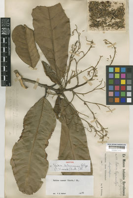 Kew Gardens K000671414:  Hollrung, M. [653] Papua New Guinea