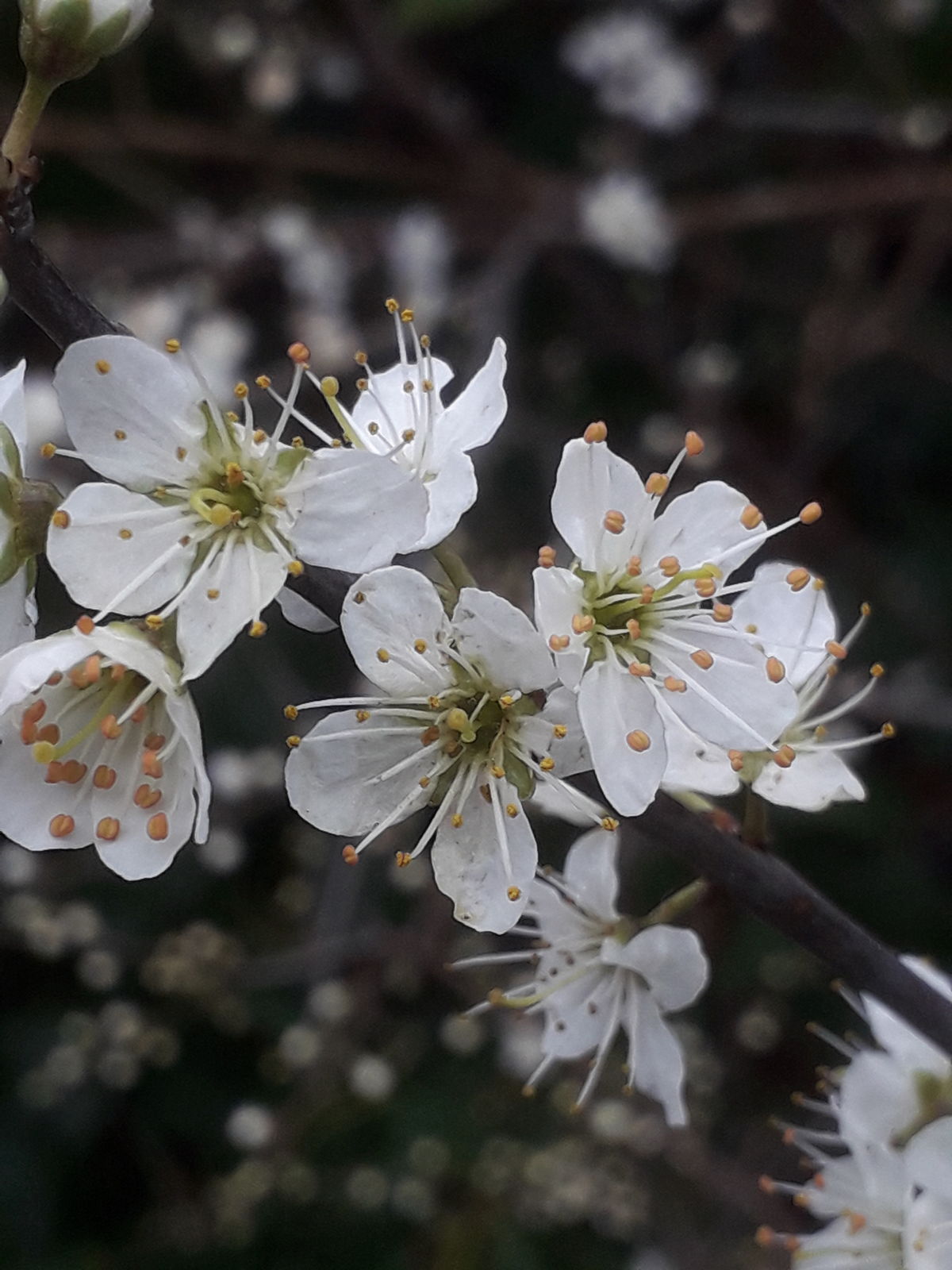 Prunus × fruticans Weihe | Plants of the World Online | Kew Science