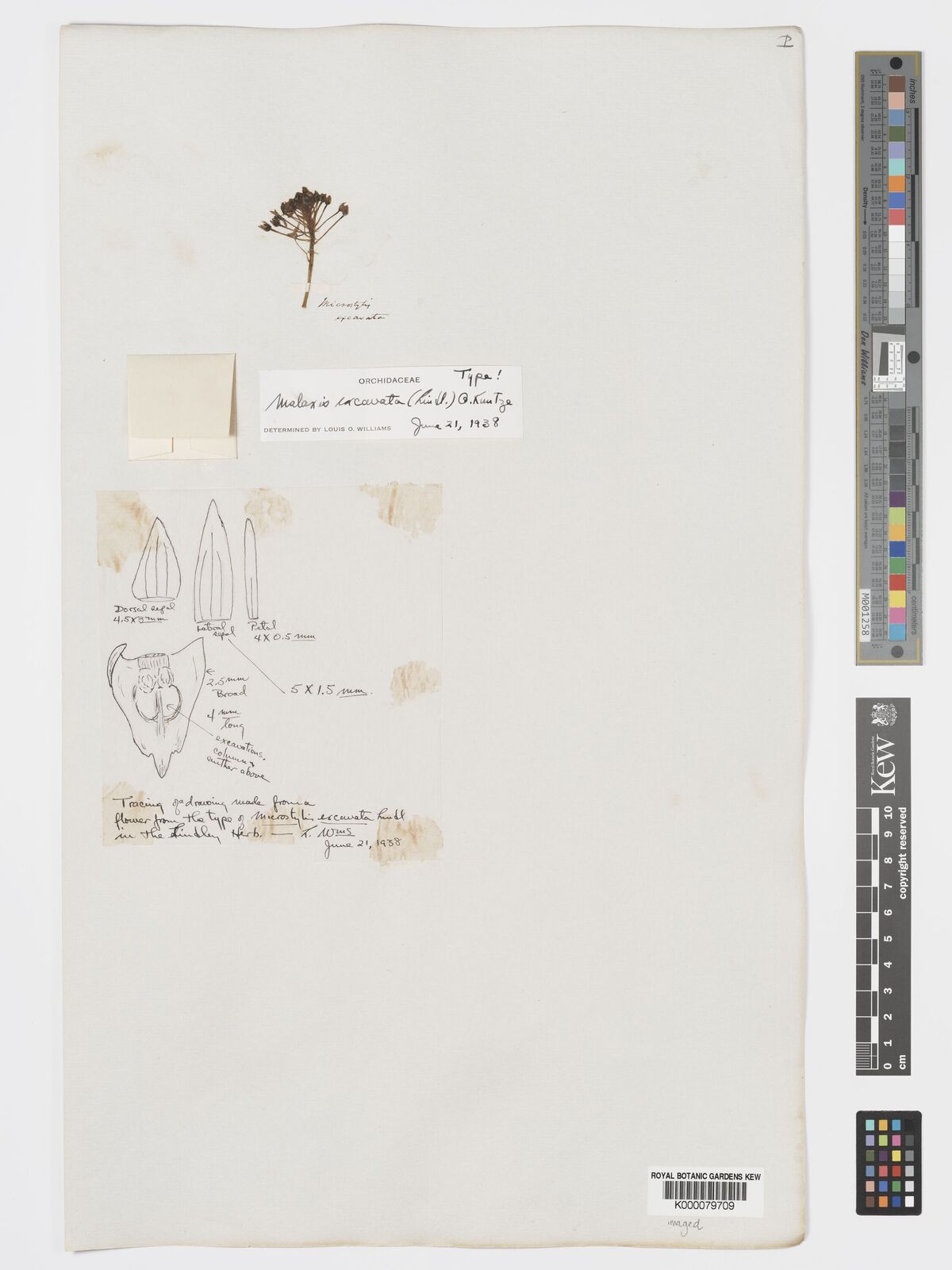 Kew Gardens K000079709:  s.coll. [s.n.]
