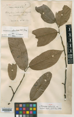 Kew Gardens K000574570:  s.coll. [125]