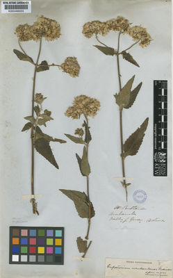 Kew Gardens K000486655:  Pentland [s.n.] Bolivia