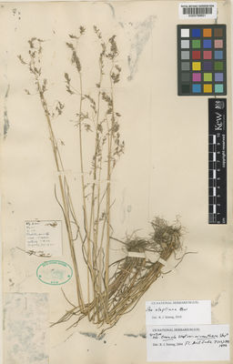 Kew Gardens K000789601:  Clarke, C.B. [30667] India