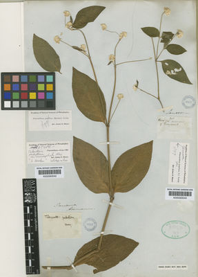 Kew Gardens K000583042:  Seemann [s.n.] Panama