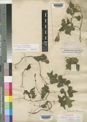 Kew Gardens K000263616:  Parker, G.W. [s.n.] Madagascar