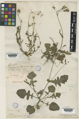 Kew Gardens K000102323:  Wight, R. [s.n.] India