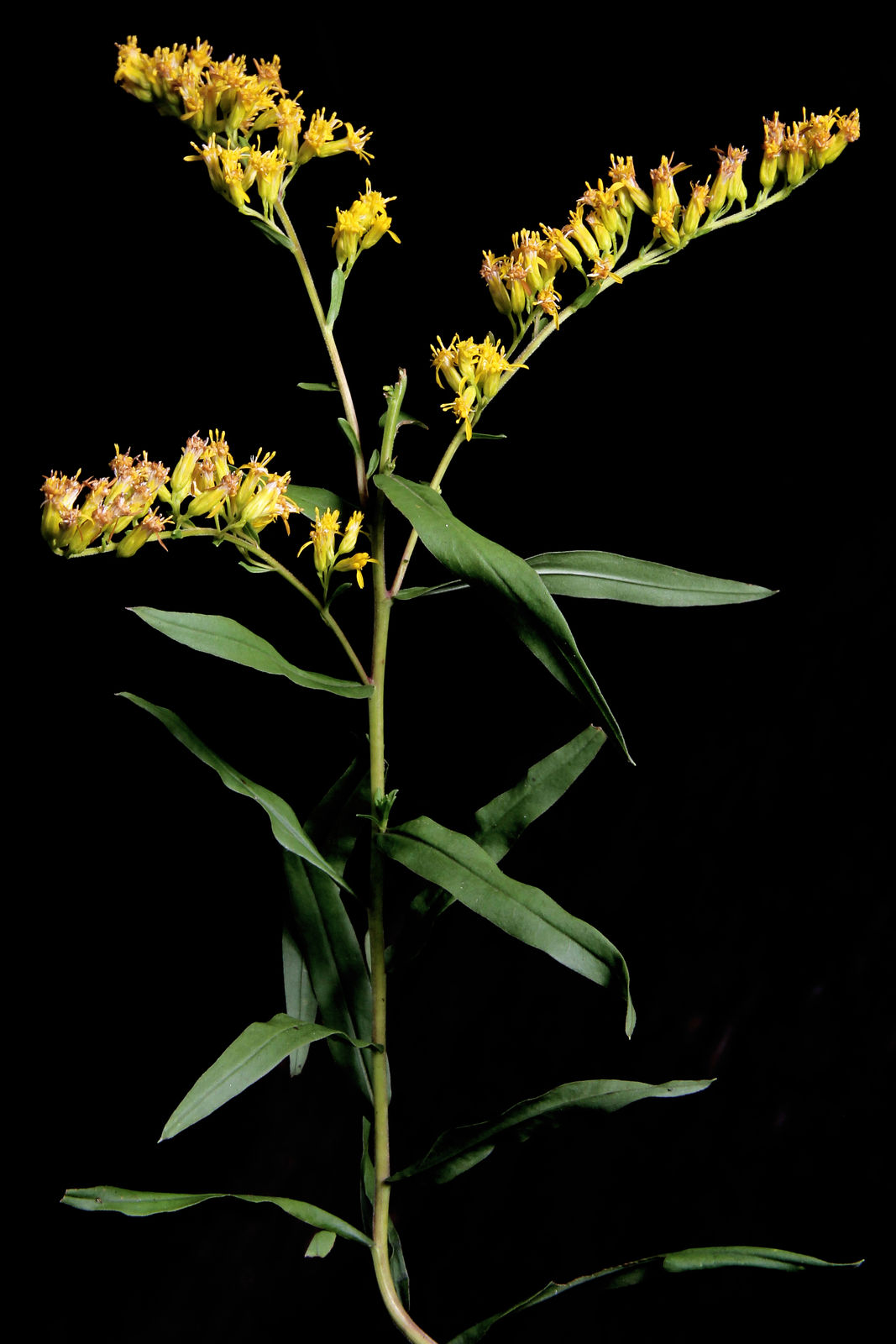 Solidago velutina DC. | Plants of the World Online | Kew Science