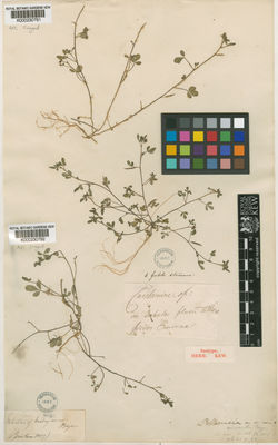 Kew Gardens K000230791:  [Bouton] [s.n.] Madagascar