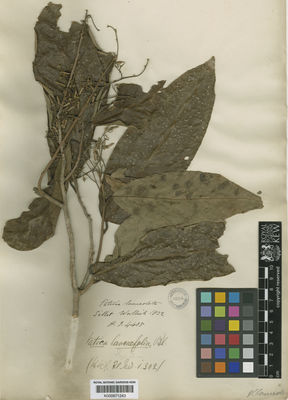 Kew Gardens K000671243:  Wallich [4405] India