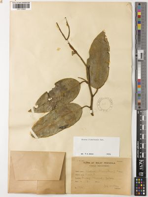 Kew Gardens K001129826:  Watson, J.G. [5885] Malaysia