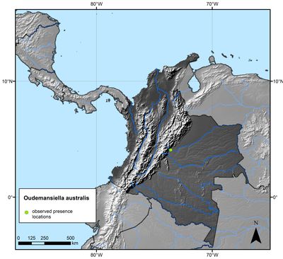 Oudemansiella Speg. | Colombian Fungi made accessible