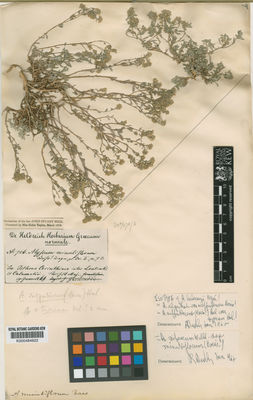 Kew Gardens K000484622:  s.coll. [706] Greece