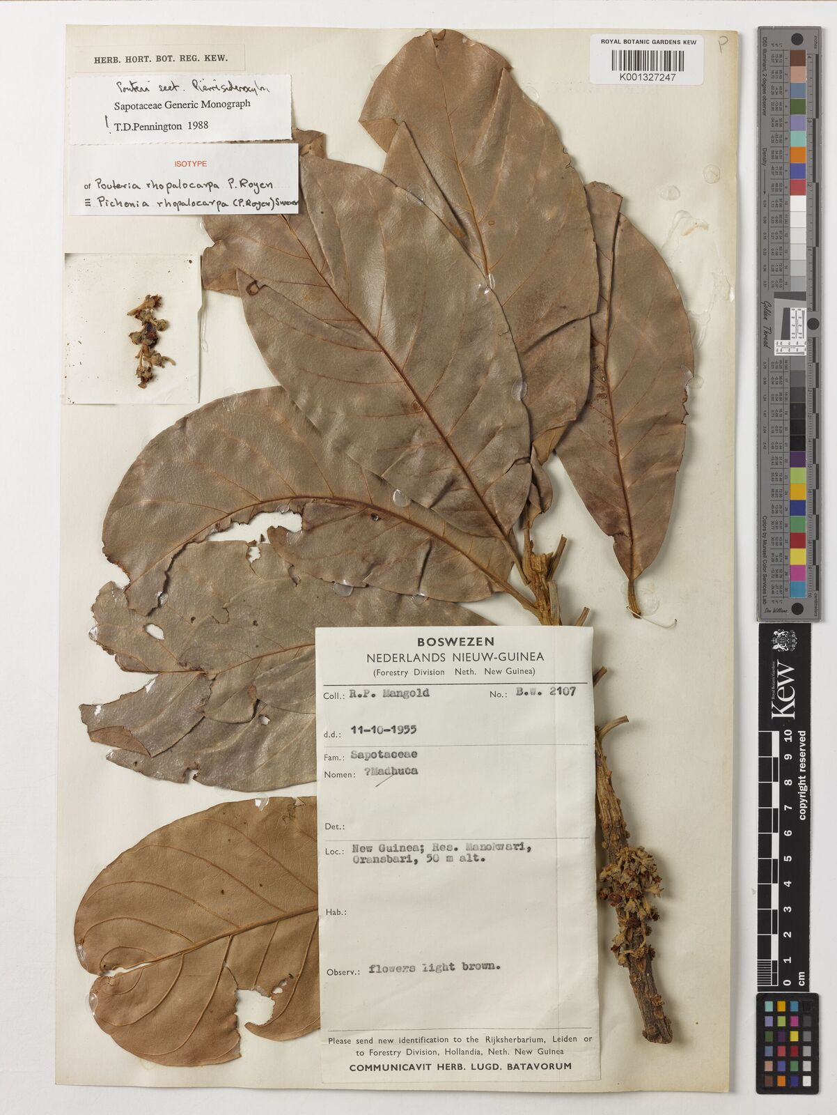 Kew Gardens K001327247:  Mangold, R.P. [BW 2107] Indonesia