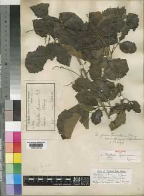 Kew Gardens K000426152:  Holst, C. [3426] Tanzania