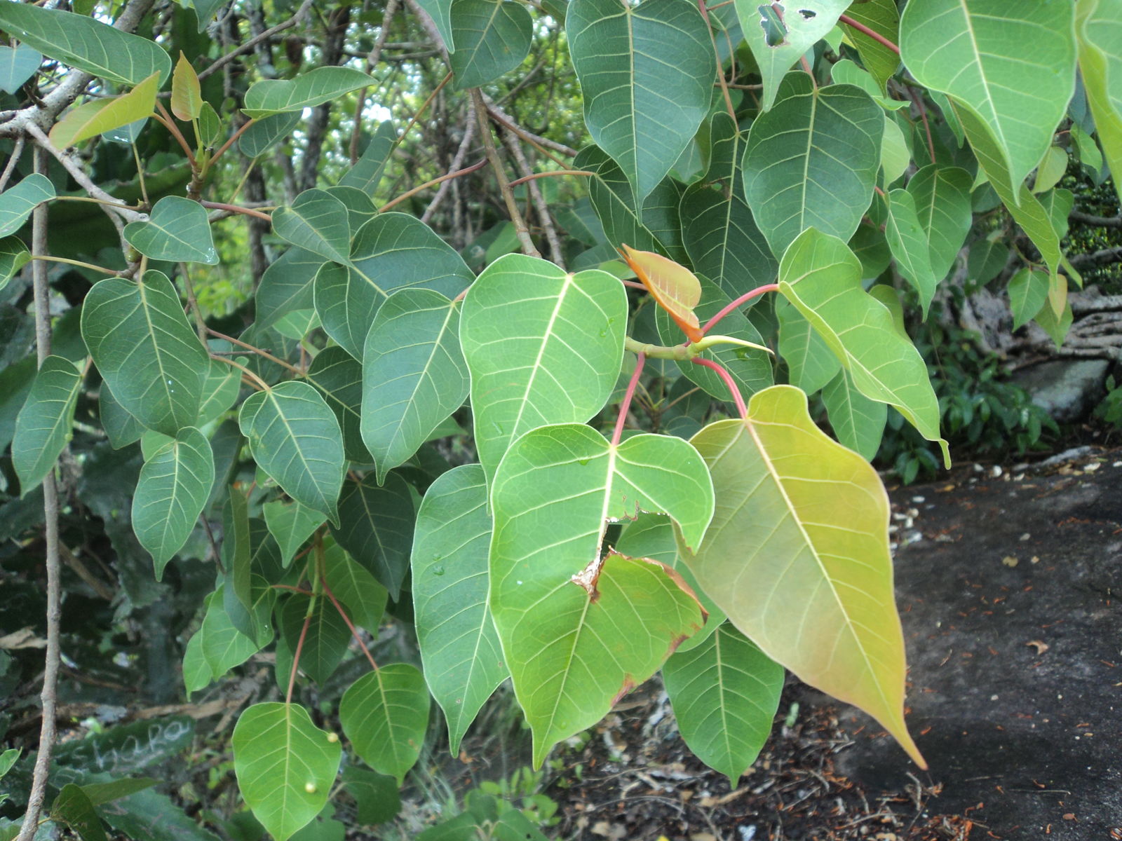 Ficus arnottiana (Miq.) Miq. | Plants of the World Online | Kew Science