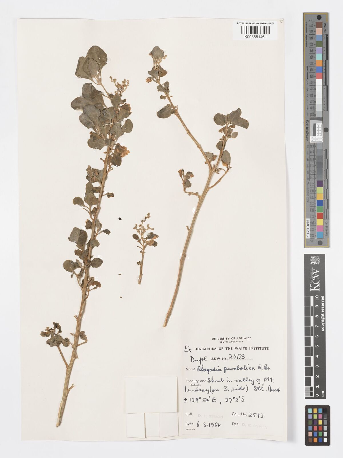 Chenopodium parabolicum