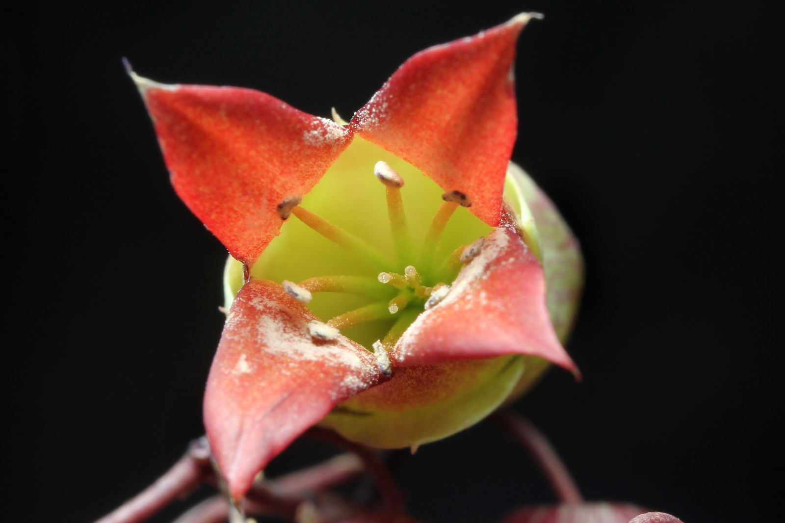 Kalanchoe pinnata (Lam.) Pers. | Plants of the World Online | Kew Science