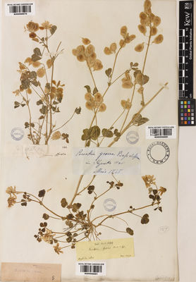 Kew Gardens K000998680:  s.coll. [s.n.] Greece