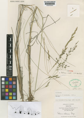 Kew Gardens K000433645:  Renvoize, S.A.; Cope, T.A. [4088] Bolivia