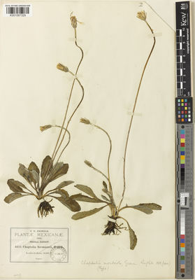 Kew Gardens K001097329:  Pringle, C.G. [6411] Mexico