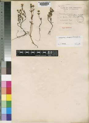 Kew Gardens K000076537:  Wolley-Dod, A.H. [2860] South Africa