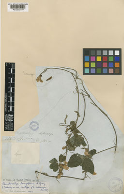 Kew Gardens K000222379:  Claussen, P. [s.n.] Brazil