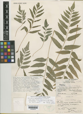 Kew Gardens K000590372:  s.coll. [1207] Guyana