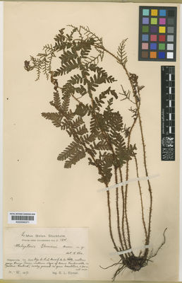 Kew Gardens K000590371:  Ekman, E.L. [124]