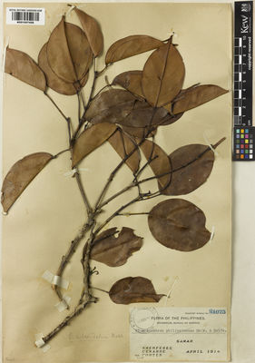 Kew Gardens K001057456:  Sherfesee, W.F.; Cenabre, A.L.; Cortes [21075] Philippines