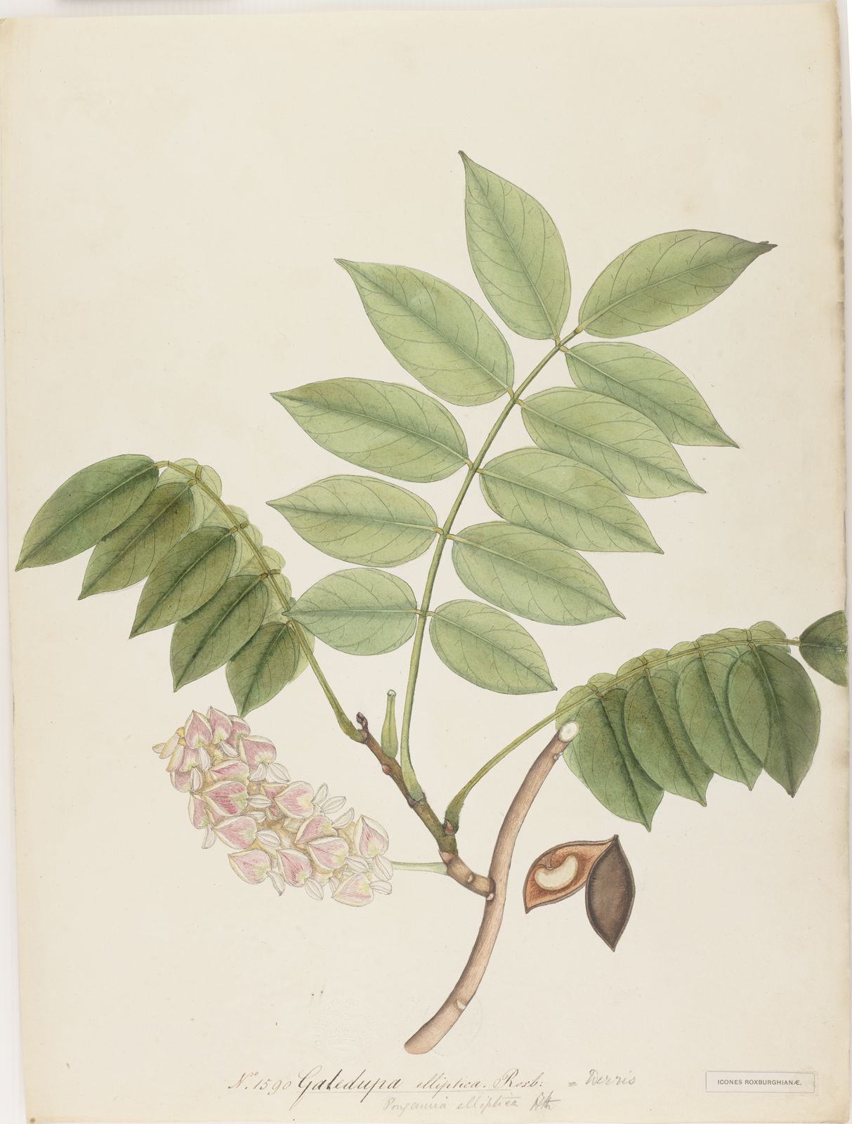 Derris elliptica (Wall.) Benth. | Plants of the World Online | Kew Science