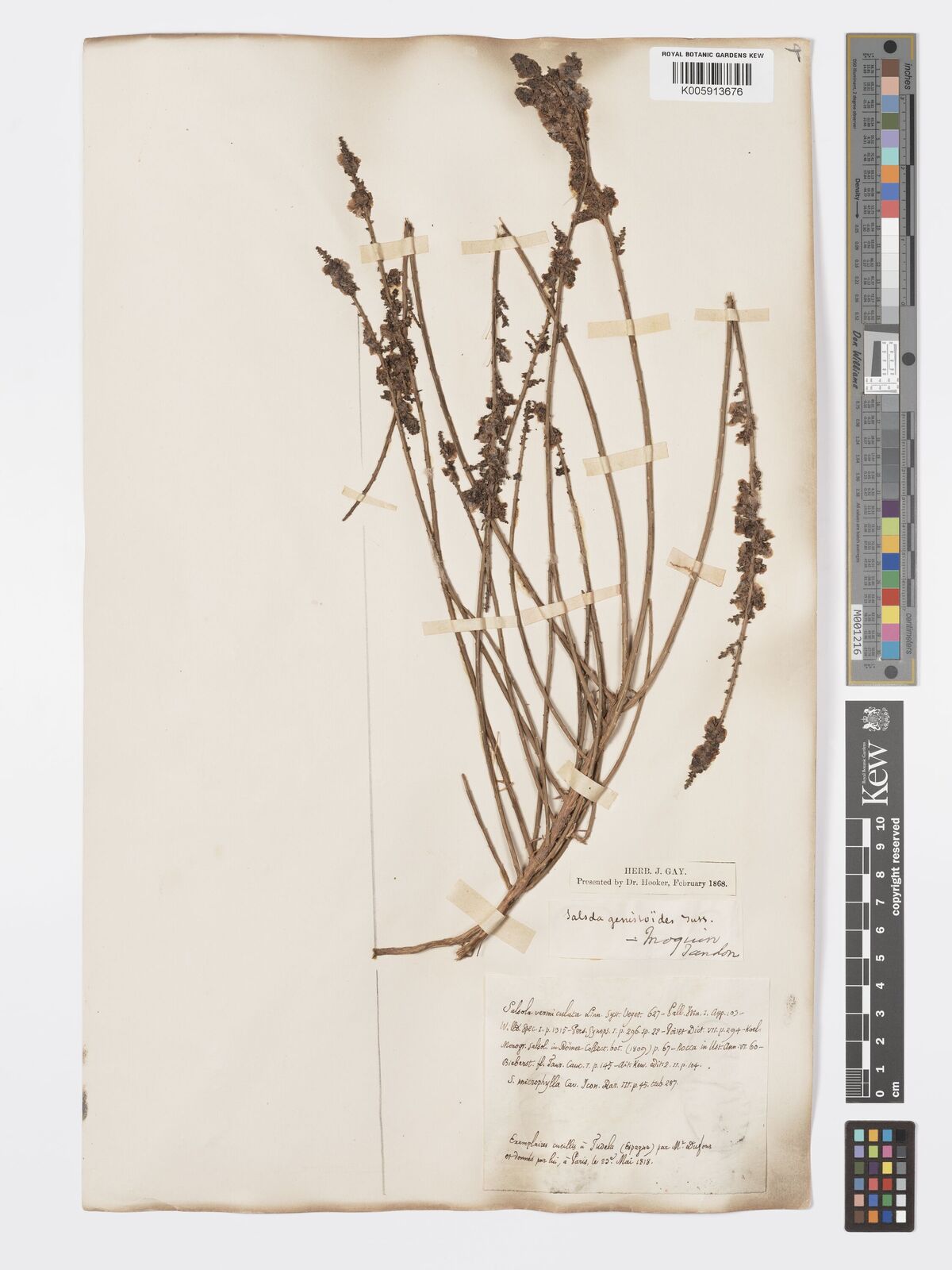 Salsola genistoides