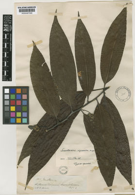 Kew Gardens K000487306:  Spruce, R. [3105] Venezuela