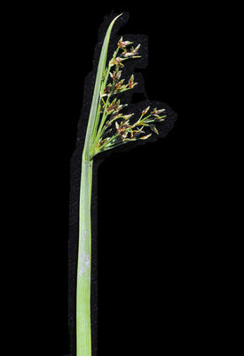 Cyperus rotundus L. | Plants of the World Online | Kew Science