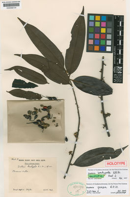 Kew Gardens K000582104:  Fanshawe, D.B. [738] Guyana