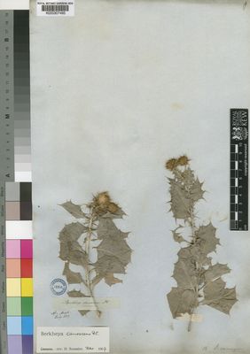 Kew Gardens K000307495:  Drege [s.n.] South Africa