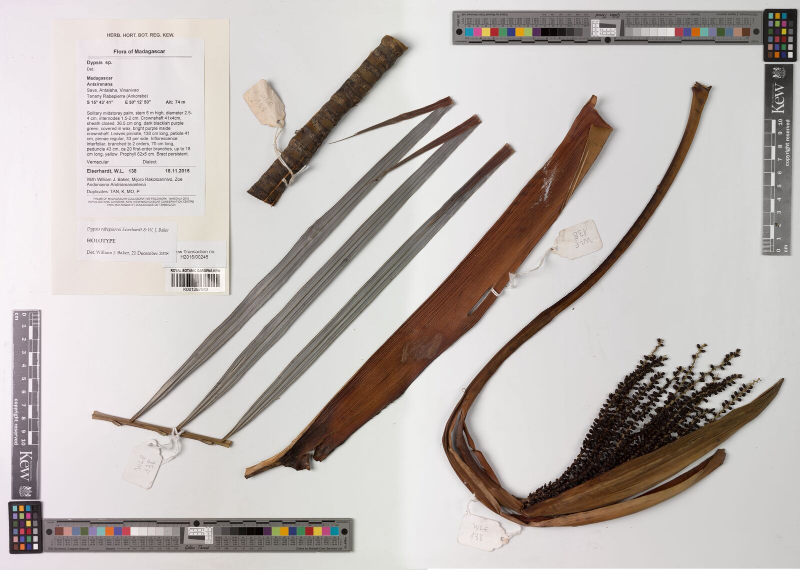 Kew Gardens K001287043:  Eiserhardt, W.L.; William J. Baker, Mijoro Rakotoarinivo, Zoe Andoniaina Andriamanantena [138] Madagascar