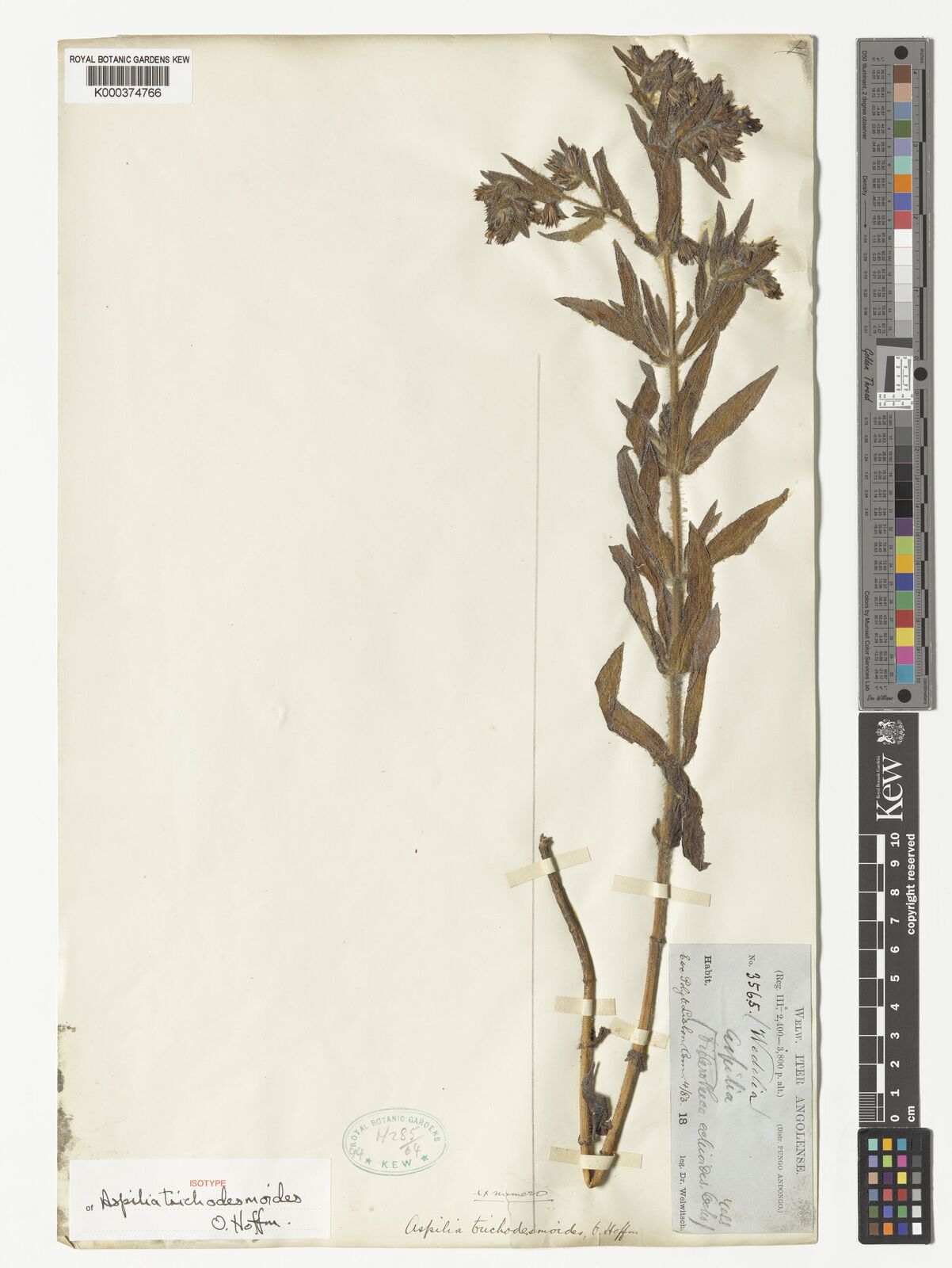 Kew Gardens K000374766:  Welwitch [3565] Angola