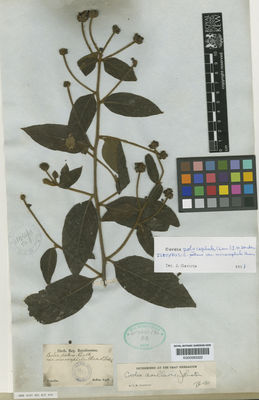 Kew Gardens K000583322:  Sellow [s.n.] Brazil