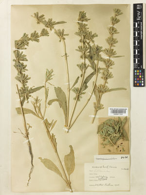 Kew Gardens K000911323:  Gilliat-Smith, B. [2436] Iran