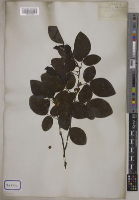 Kew Gardens K001121732:  s.coll. [Cat. no. 5687]