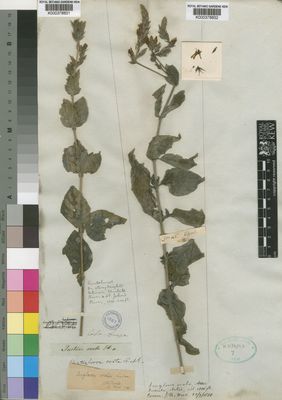 Kew Gardens K000378831:  Drege [s.n.] South Africa