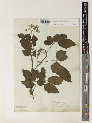 Kew Gardens K001089966:  s.coll. [6018] Indian Subcontinent