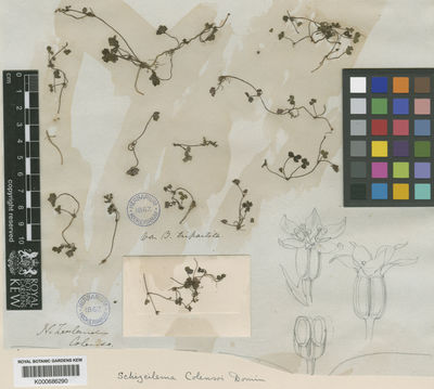 Kew Gardens K000686290:  Colenso, J.W. [s.n.] New Zealand