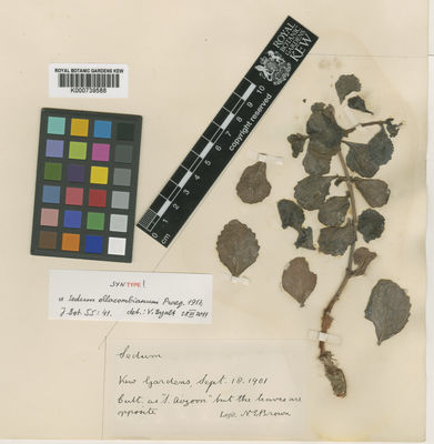 Kew Gardens K000739588:  Brown, N.E. [s.n.]