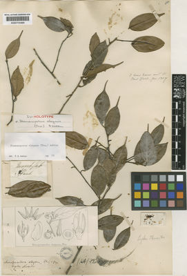 Kew Gardens K000700888:  Thwaites [s.n.] Sri Lanka