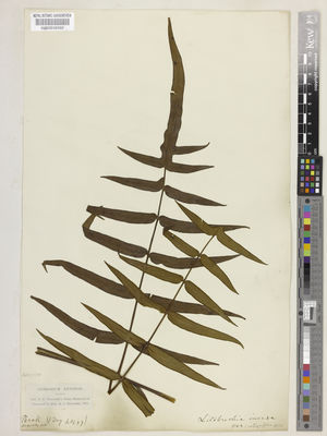 Kew Gardens K000516592:  Day, J. [s.n.] Malaysia