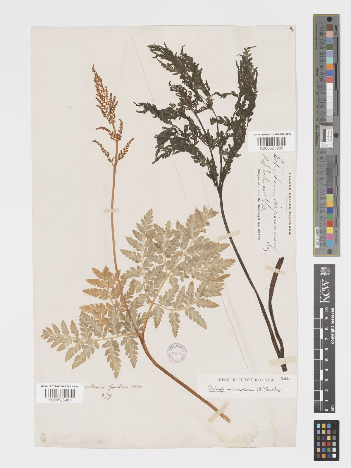 Botrychium virginianum subsp. virginianum | Plants of the World Online ...