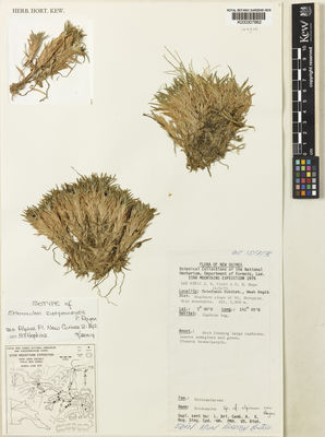 Kew Gardens K000307862:  Croft, J.R.; Hope, G.S. [65932] Papua New Guinea