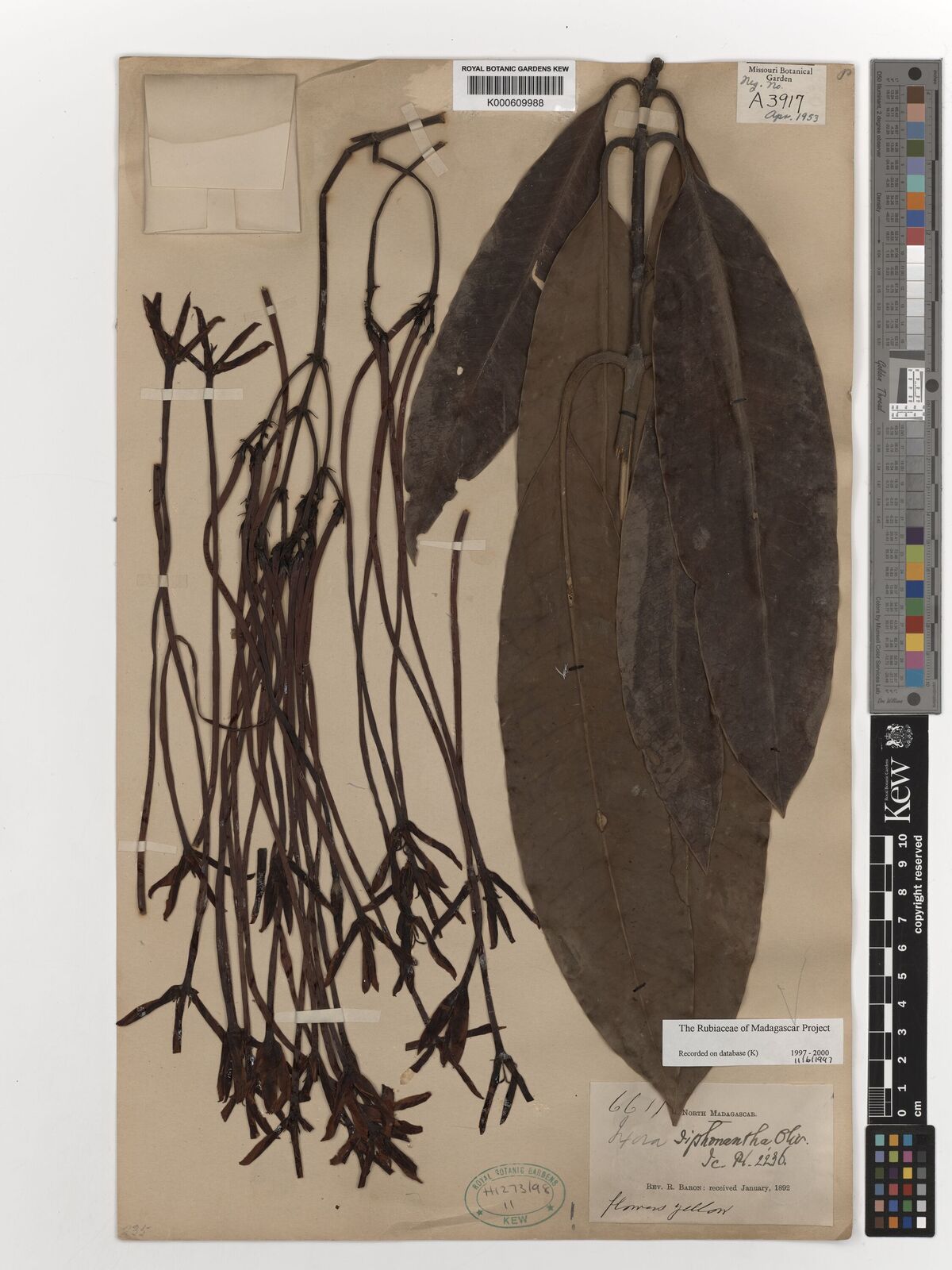 Kew Gardens K000609988:  Baron, R. [6611] Madagascar